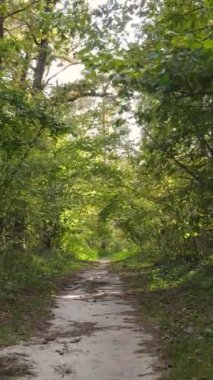 Gündüz dikey sonbahar ormanı