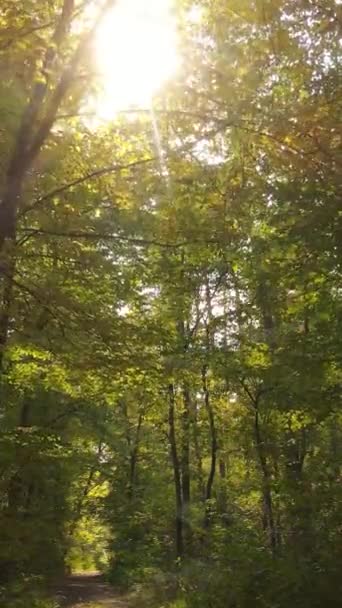 Vertical video autumn forest by day — Stock Video