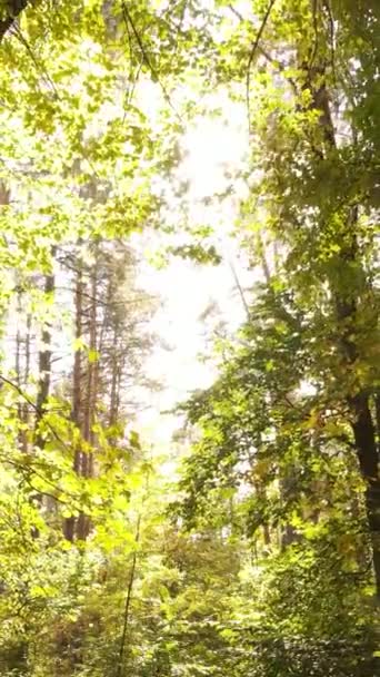Vertikale Video Herbst Wald bei Tag — Stockvideo