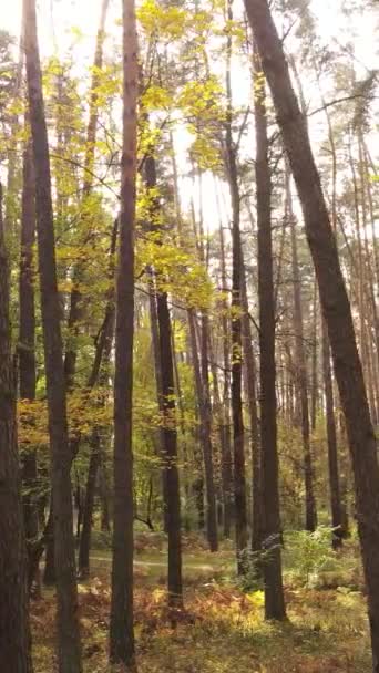 Vertikal video höst skog på dagen — Stockvideo