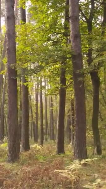 Vertikal video höst skog på dagen — Stockvideo