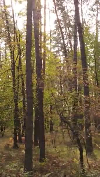 Vertikale Video Herbst Wald bei Tag — Stockvideo