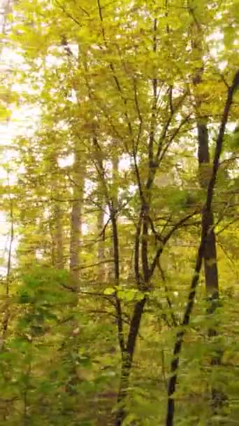 수직 영상 가을 숲 속 하루 — 비디오