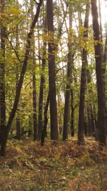 Vídeo vertical bosque otoñal por día — Vídeos de Stock