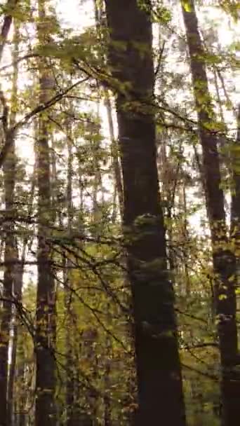 Vídeo vertical bosque otoñal por día — Vídeo de stock