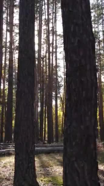 Pionowe wideo jesienny las w dzień — Wideo stockowe