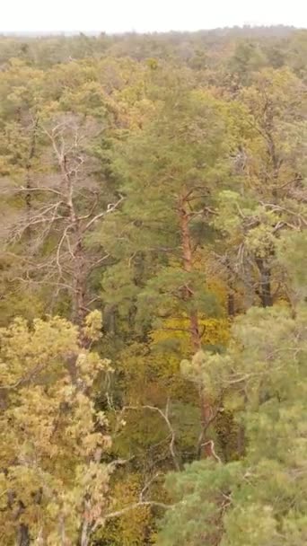 Vertikale Video Herbst Wald bei Tag — Stockvideo