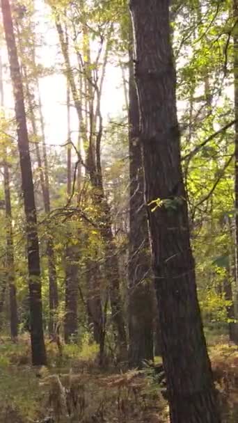 Vertikal video höst skog på dagen — Stockvideo