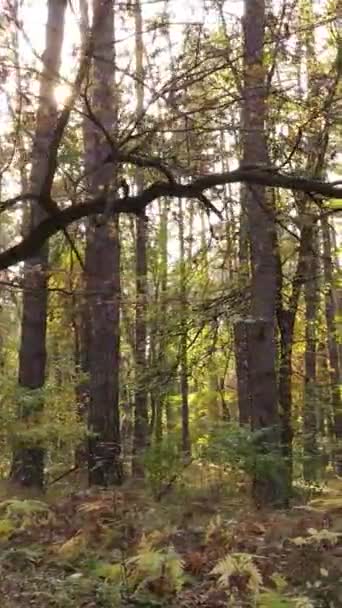 Vídeo vertical bosque otoñal por día — Vídeos de Stock