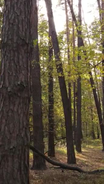 Vertikal video höst skog på dagen — Stockvideo