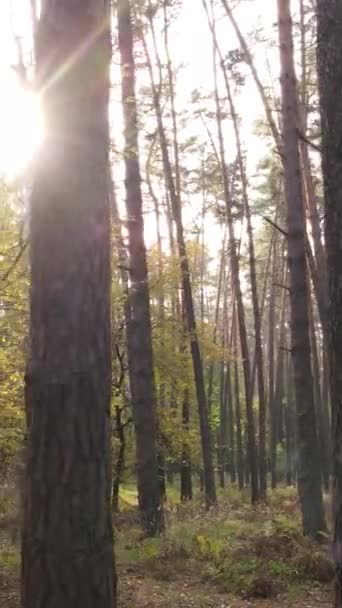 Pionowe wideo jesienny las w dzień — Wideo stockowe