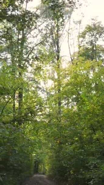 垂直ビデオ秋の森の日 — ストック動画