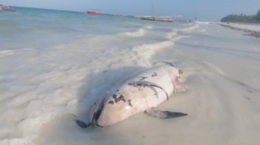 Bu video, Tanzanya 'daki Zanzibar Adası sahilinde ölü bir yunusu gösteriyor.