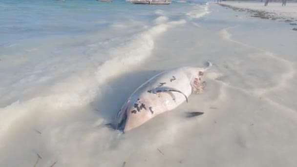 Questo Video Mostra Delfino Morto Sulla Costa Dell Isola Zanzibar — Video Stock