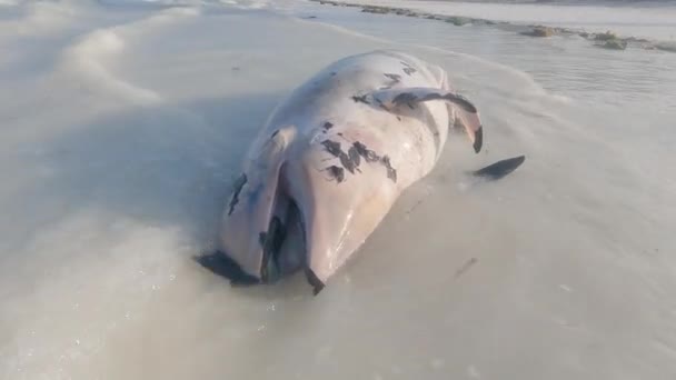 Stock Video Shows Dead Dolphin Coast Zanzibar Island Tanzania — Stock Video