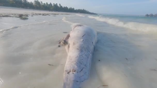 Questo Video Mostra Delfino Morto Sulla Costa Dell Isola Zanzibar — Video Stock