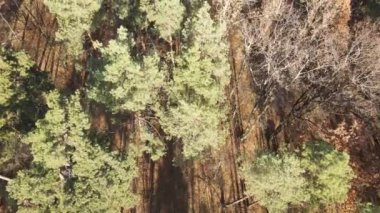 Bu görüntüler, bir sonbahar günü ağaçlı bir ormanı gösteriyor.