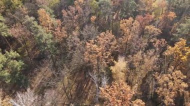 Bu görüntüler, bir sonbahar günü ağaçlı bir ormanı gösteriyor.