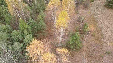 Bu görüntüler, bir sonbahar günü ağaçlı bir ormanı gösteriyor.