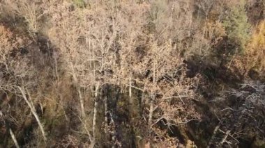 Bu görüntüler, bir sonbahar günü ağaçlı bir ormanı gösteriyor.