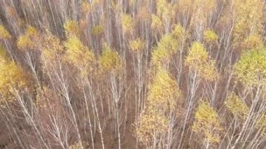 Bu görüntüler, bir sonbahar günü ağaçlı bir ormanı gösteriyor.