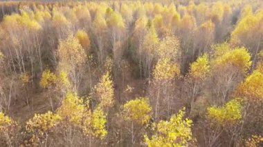 Bu görüntüler, bir sonbahar günü ağaçlı bir ormanı gösteriyor.