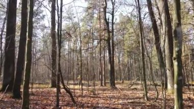Bu görüntüler, bir sonbahar günü ağaçlı bir ormanı gösteriyor.