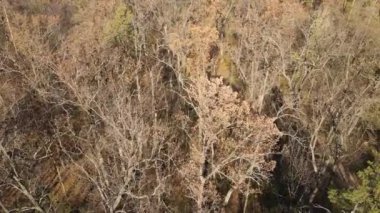 Bu görüntüler, bir sonbahar günü ağaçlı bir ormanı gösteriyor.