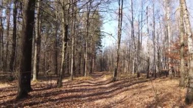 Bu görüntüler, bir sonbahar günü ağaçlı bir ormanı gösteriyor.