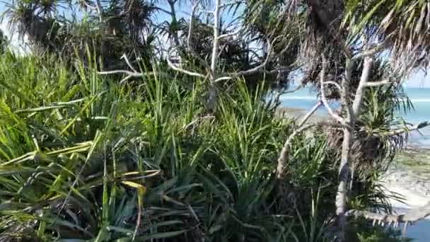 Este Video Muestra Una Playa Vacía Isla Zanzíbar Tanzania — Vídeos de Stock