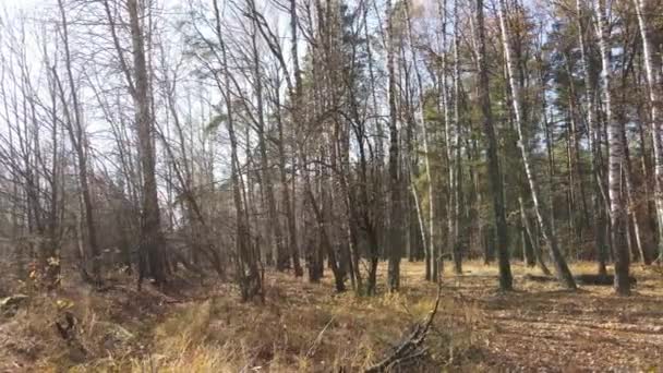 Cette Séquence Montre Une Forêt Avec Des Arbres Dans Une — Video