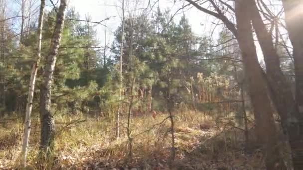 Esta Filmagem Mostra Uma Floresta Com Árvores Dia Outono — Vídeo de Stock