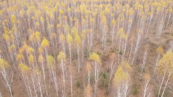 Detta Bestånd Bilder Visar Skog Med Träd Höstdag — Stockvideo