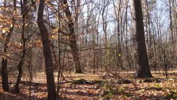 Nagranie Pokazuje Las Drzewami Jesienny Dzień — Wideo stockowe