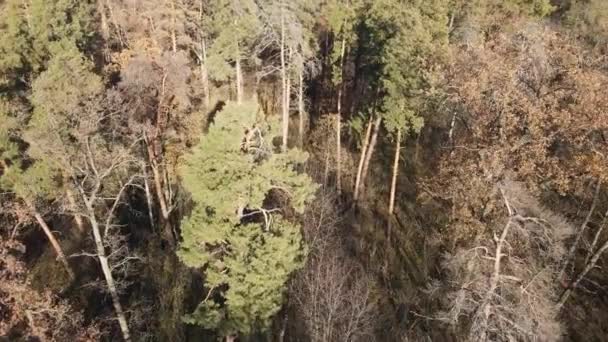 Rekaman Saham Ini Menunjukkan Hutan Dengan Pepohonan Musim Gugur — Stok Video