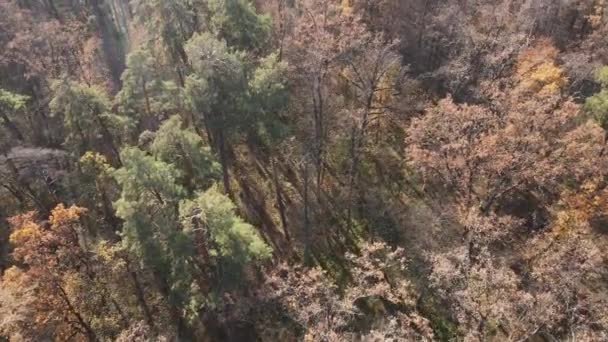 このストック映像は秋の日に木のある森を示しています — ストック動画
