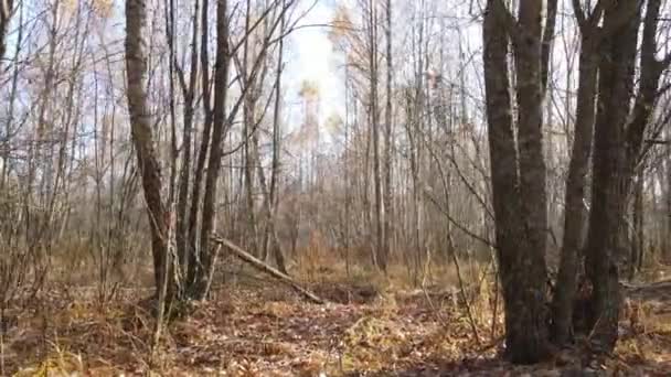 Esta Filmagem Mostra Uma Floresta Com Árvores Dia Outono — Vídeo de Stock