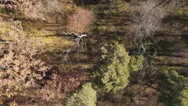Dieses Archivmaterial Zeigt Einen Wald Mit Bäumen Einem Herbsttag — Stockvideo