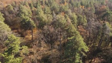 Bu görüntüler, bir sonbahar günü ağaçlı bir ormanı gösteriyor.