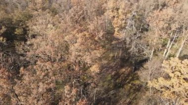 Bu görüntüler, bir sonbahar günü ağaçlı bir ormanı gösteriyor.