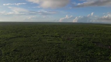 Zanzibar adası kıyıları, Tanzanya çalılıklarla kaplı.