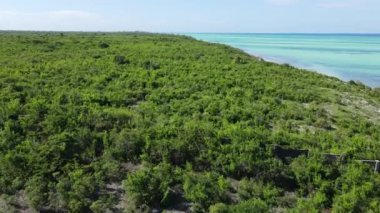 Zanzibar, Tanzanya - yeşil çalılıklarla kaplı okyanus kıyısı
