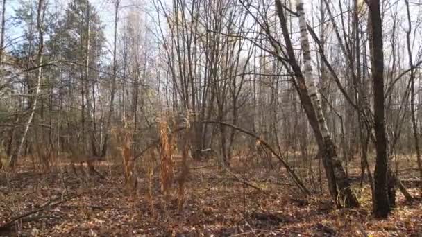 Deze Beelden Tonen Een Bos Met Bomen Een Herfstdag — Stockvideo