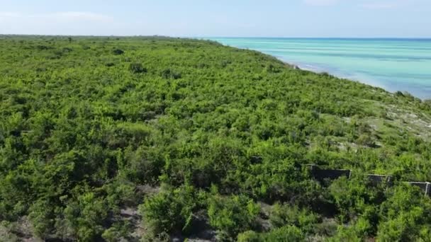 Zanzibar, Tanzanie - pobřeží oceánu pokryté zelenými houštinami — Stock video
