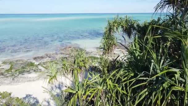 Wybrzeże wyspy Zanzibar, Tanzania pokryte gęstwinami — Wideo stockowe