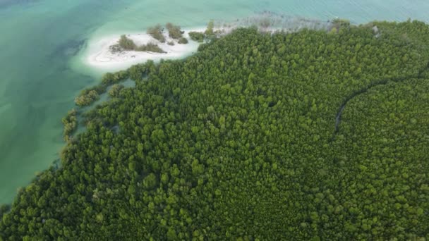 Занзібар (Танзанія) - океанський берег, вкритий зеленими заростями — стокове відео