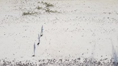 İnsanlar Tanzanya 'nın Zanzibar plajında futbol oynuyor.