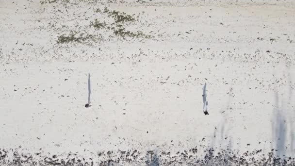 La gente gioca a calcio sulla spiaggia di Zanzibar, Tanzania — Video Stock