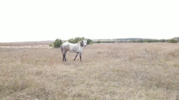 Ensam häst på fältet under dagen — Stockvideo