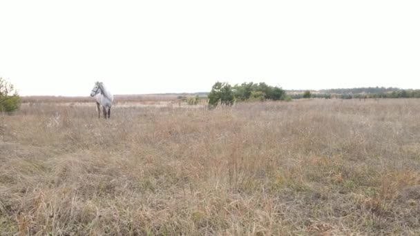 Osamělý kůň na poli během dne — Stock video
